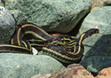 Thamnophis sirtalis